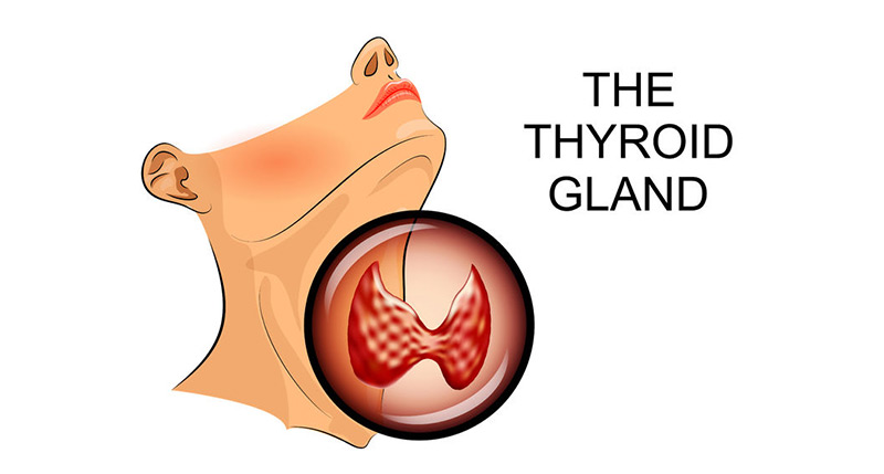 Your Thyroid Gland: Small but Mighty